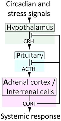 Glucocorticoid-Mediated Developmental Programming of Vertebrate Stress Responsivity